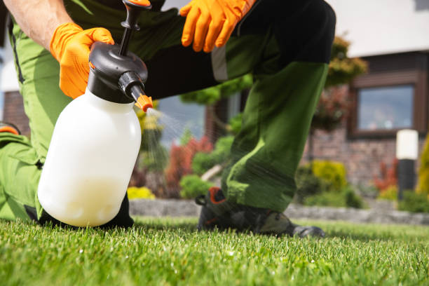 Best Flea Control Services  in Mmaduke, AR